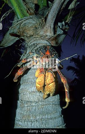 Kokoskrabbe (Birgus latro) auf einer Kokospalme, Aldabra Atoll, Seychellen, Indischem Ozean Stockfoto