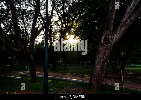 Reihen von Bäumen mit üppigem grünem Laub im Lalbagh Botanical Garden, Bengaluru, Karnataka, Indien, Baden in warmem Sonnenlicht zur Goldenen Stunde mit Starburst Stockfoto