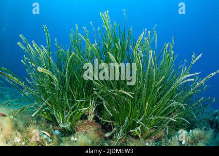 Seegraswiese (Posidonia Oceanica), Südfrankreich, Frankreich, Mittelmeer Stockfoto