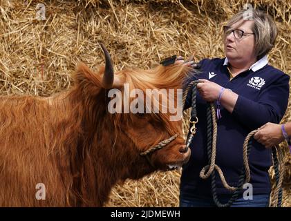 Rosemary Hunter kämmt Alice 2. der Jäger im Royal Highland Centre in Ingliston, Edinburgh, Die Veranstaltung findet von Donnerstag bis Sonntag statt, mit über 1.000 Fachausstellern, über 2.000 Viehwettbewerbern, die an 900 plus Wettbewerben mit über 6.500 Tieren teilnehmen.die 4-tägige Veranstaltung, die in diesem Jahr ihr 200.-jähriges Jubiläum der ersten Ausstellung im Jahr 1822 feiert, ist der Höhepunkt des landwirtschaftlichen Kalenders. Bilddatum: Mittwoch, 22. Juni 2022. Stockfoto