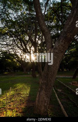 Reihen von Bäumen mit üppigem grünem Laub im Lalbagh Botanical Garden, Bengaluru, Karnataka, Indien, Baden in warmem Sonnenlicht zur Goldenen Stunde mit Starburst Stockfoto