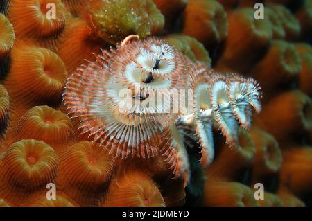 Weihnachtsbaumwurm oder Federduster-Wurm (Spirobranchus giganteus) auf einer Feuerkoralle, Little Cayman, Cayman-Inseln, Karibik Stockfoto