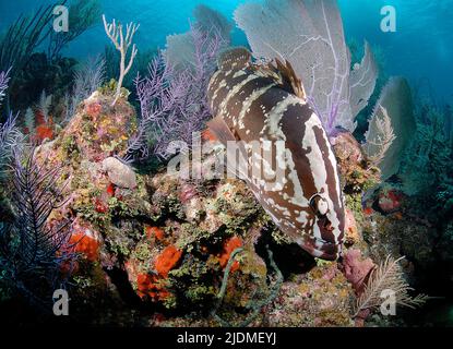 Nassau Grouper (Epinephelus striatus) in einem karibischen Korallenriff, Little Cayman, Cayman-Inseln, Karibik Stockfoto