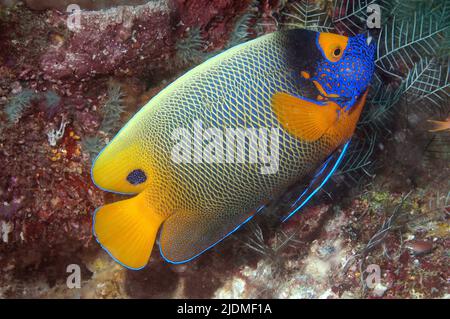 Gelbgesichtige Angelfische oder Blaurassen-Angelfische (Pomacanthus xanthometopon, Euxiphipops xanthometapon), Tahiti, Französisch-Polynesien, Pazifischer Ozean Stockfoto