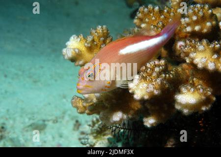 Bogenaugen-Falkenfisch (Paracirrhites arcatus), Nord-Male-Atoll, Malediven, Indischer Ozean, Asien Stockfoto