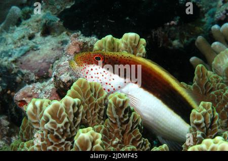 Sommersprossen-Falkenfisch (Paracirrhites forsteri), Nord-Male-Atoll, Malediven, Indischer Ozean, Asien Stockfoto