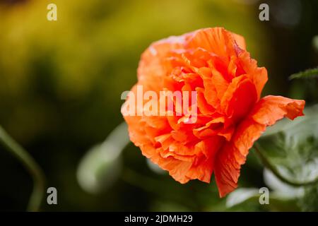 Mohnblumen im Garten an sonnigen Tagen Stockfoto