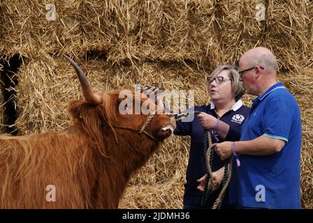 Rosemary Hunter kämmt Alice 2. von Hunters im Royal Highland Centre in Ingliston, Edinburgh, im Vorfeld der Royal Highland Show, die von Donnerstag bis Sonntag stattfindet, mit über 1.000 Fachausstellern, über 2.000 Viehwettbewerbern, die an 900 sowie an Wettbewerben mit über 6.500 Tieren teilnehmen.die 4-tägige Veranstaltung, Dieses Jahr, das 200.-jährige Jubiläum der ersten Ausstellung im Jahr 1822, ist der Höhepunkt des landwirtschaftlichen Kalenders. Bilddatum: Mittwoch, 22. Juni 2022. Stockfoto