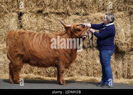 Rosemary Hunter kämmt Alice 2. von Hunters im Royal Highland Centre in Ingliston, Edinburgh, im Vorfeld der Royal Highland Show, die von Donnerstag bis Sonntag stattfindet, mit über 1.000 Fachausstellern, über 2.000 Viehwettbewerbern, die an 900 sowie an Wettbewerben mit über 6.500 Tieren teilnehmen.die 4-tägige Veranstaltung, Dieses Jahr, das 200.-jährige Jubiläum der ersten Ausstellung im Jahr 1822, ist der Höhepunkt des landwirtschaftlichen Kalenders. Bilddatum: Mittwoch, 22. Juni 2022. Stockfoto