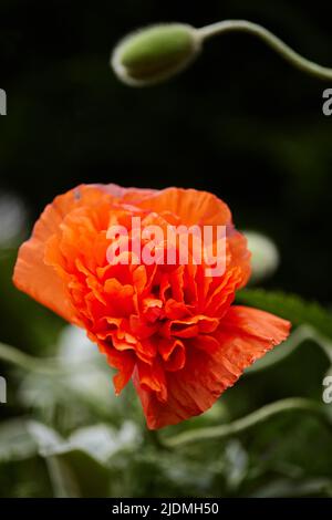 Mohnblumen im Garten an sonnigen Tagen Stockfoto
