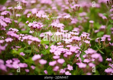 Rosa Saponaria ocymoides an sonnigen Frühlingstag Stockfoto