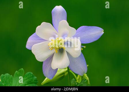 Aquilegia coerulea, columbine Flower Colorado blau weiß Vorderansicht, Nahaufnahme. Unscharfer, naturgrüner Hintergrund, isolierter Kopierraum. Trencin Slowakei. Stockfoto