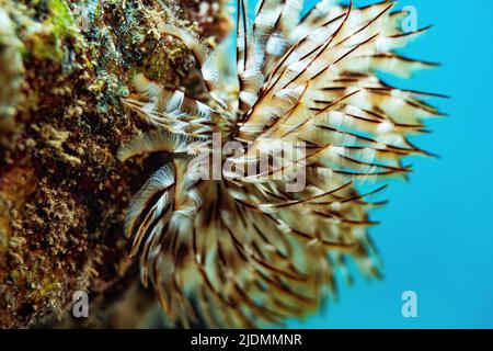 Korallenriff der Mayotte Lagune Stockfoto
