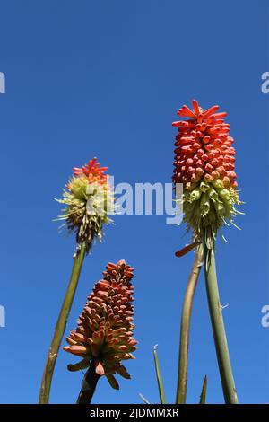 Eine Gruppe von Red Hot Poker - Kniphofia Alcazar Blume Spitzen gegen einen Sommerhimmel Stockfoto