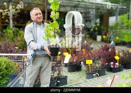 Kaukasischer Mann, der Sprossen im Gartencenter auswählt Stockfoto