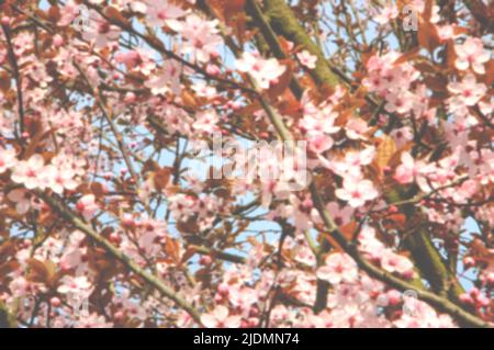 Kirschbaumblüte und blauer Himmel im Hintergrund. Frühling Blumen Schönheit Hintergrund. Stockfoto