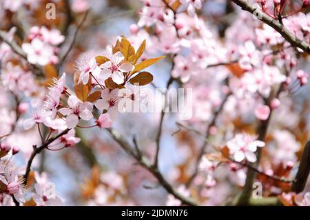 Kirschbaumblüte. Frühling Blumen Schönheit Hintergrund. Stockfoto