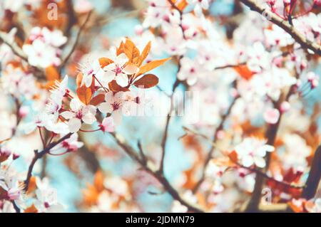 Kirschbaumblüte und blauer Himmel im Hintergrund. Frühling Blumen Schönheit Hintergrund. Stockfoto