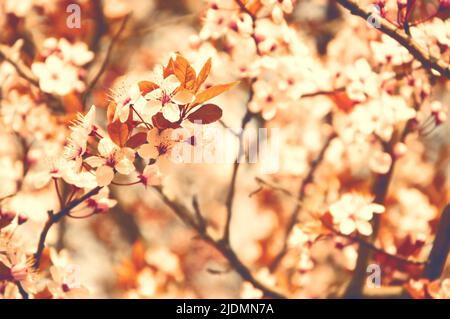 Kirschblüte. Nebel. Selektiver Fokus und geringe Schärfentiefe. Bokeh. Getöntes Foto. Stockfoto