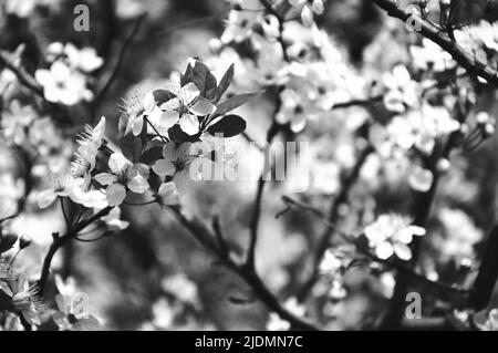 Kirschblüte. Selektiver Fokus und geringe Schärfentiefe. Bokeh. Schwarz und Weiß. Stockfoto