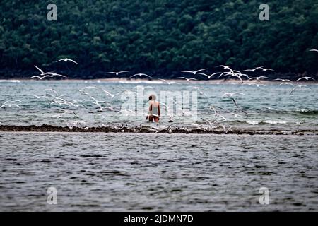 Vögel der Lagune von Mayotte Stockfoto