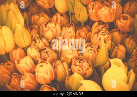 Tulpen. Foto mit Haze-Ton. Stockfoto