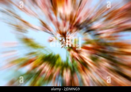 Kirschblüte. Unscharfe Bewegungsunschärfe im Hintergrund. Stockfoto