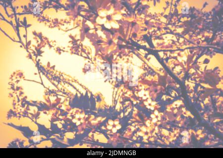 Verschwommenes Foto der Kirschblüte im goldenen Abendlicht. Unschärfer Hintergrund. Stockfoto