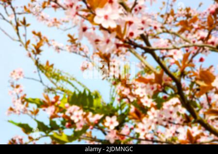 Kirschblüte. Verschwommener unscharfem Hintergrund. Stockfoto