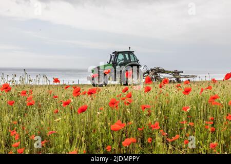 Garrettstown, Cork, Irland. 22.. Juni 2022. Mohnblumen wachsen am Rande eines Feldes, als Farmunternehmer John Bryan in Garrettstown, Co. Cork, Irland, frisch geschnittenes Gras reckt. - Credit; David Creedon / Alamy Live News Stockfoto