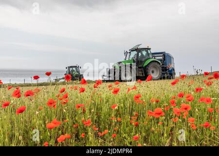 Garrettstown, Cork, Irland. 22.. Juni 2022. Mohnblumen wachsen am Rande eines Feldes, während die Farmunternehmen David und James Bryan in Garrettstown, Co. Cork, Irland, Gras schneiden und ballen. - Credit; David Creedon / Alamy Live News Stockfoto