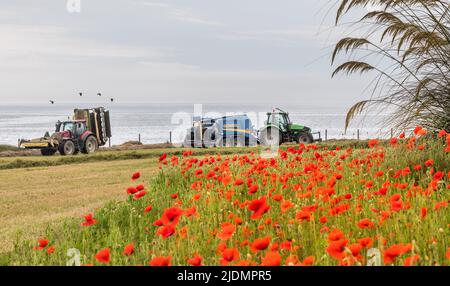 Garrettstown, Cork, Irland. 22.. Juni 2022. Mohnblumen wachsen am Rande eines Feldes, während die Farmunternehmen David und James Bryan in Garrettstown, Co. Cork, Irland, Gras schneiden und ballen. - Credit; David Creedon / Alamy Live News Stockfoto