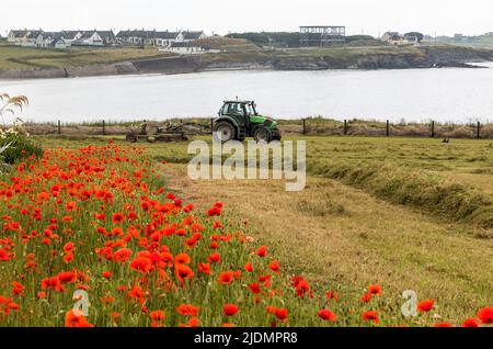 Garrettstown, Cork, Irland. 22.. Juni 2022. Mohnblumen wachsen am Rande eines Feldes, als Farmunternehmer John Bryan in Garrettstown, Co. Cork, Irland, frisch geschnittenes Gras reckt. - Credit; David Creedon / Alamy Live News Stockfoto