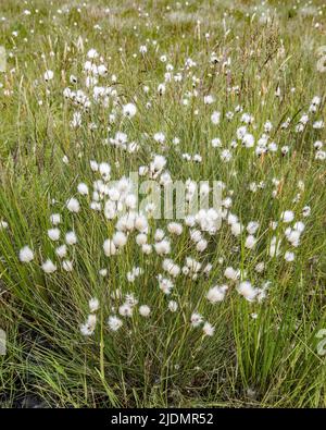 Gewöhnliches Baumwollgras, Eriophorum angustifolium, auch gewöhnliches Baumwollsedge genannt, wird wegen seiner ökologischen Eignung für Moore Moorbaumwolle genannt. Stockfoto