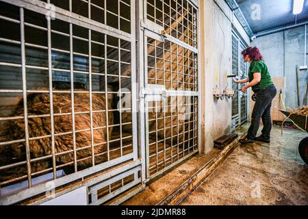 Poznan, Poznan, Polen: Am 22. Juni 2022 arbeiten Zookeeper und Leiter des Zoos Poznan zusammen mit Belgien, Tiertransport und -Rettung, Natuurhulpcentrum, um Bären, die von dem Beschuss und dem Krieg in der Ukraine betroffen sind, zu beschüssen, zu verlagern, zu zersetzen, zu kicken und zu bewegen. In diesem speziellen Fall sind es eine Schwester und ein Bruder, die schon seit einiger Zeit zusammenstecken und die Stresspegel in jedem von ihnen sind hoch.die Arbeit und Zusammenarbeit zwischen ihnen ist kompliziert und zart, um das richtige Gleichgewicht für die Evakuierung des Tieres zu schaffen Der beste und sicherste Weg. Es erfordert eine Stron Stockfoto