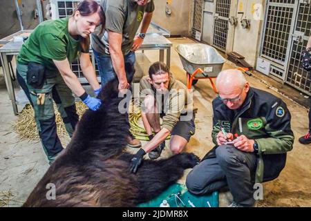 Poznan, Poznan, Polen: Am 22. Juni 2022 arbeiten Zookeeper und Leiter des Zoos Poznan zusammen mit Belgien, Tiertransport und -Rettung, Natuurhulpcentrum, um Bären, die von dem Beschuss und dem Krieg in der Ukraine betroffen sind, zu beschüssen, zu verlagern, zu zersetzen, zu kicken und zu bewegen. In diesem speziellen Fall sind es eine Schwester und ein Bruder, die schon seit einiger Zeit zusammenstecken und die Stresspegel in jedem von ihnen sind hoch.die Arbeit und Zusammenarbeit zwischen ihnen ist kompliziert und zart, um das richtige Gleichgewicht für die Evakuierung des Tieres zu schaffen Der beste und sicherste Weg. Es erfordert eine Stron Stockfoto