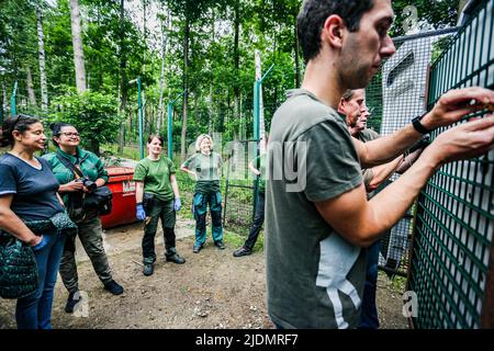 Poznan, Poznan, Polen: Am 22. Juni 2022 arbeiten Zookeeper und Leiter des Zoos Poznan zusammen mit Belgien, Tiertransport und -Rettung, Natuurhulpcentrum, um Bären, die von dem Beschuss und dem Krieg in der Ukraine betroffen sind, zu beschüssen, zu verlagern, zu zersetzen, zu kicken und zu bewegen. In diesem speziellen Fall sind es eine Schwester und ein Bruder, die schon seit einiger Zeit zusammenstecken und die Stresspegel in jedem von ihnen sind hoch.die Arbeit und Zusammenarbeit zwischen ihnen ist kompliziert und zart, um das richtige Gleichgewicht für die Evakuierung des Tieres zu schaffen Der beste und sicherste Weg. Es erfordert eine Stron Stockfoto