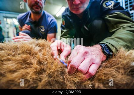 Poznan, Poznan, Polen: Am 22. Juni 2022 arbeiten Zookeeper und Leiter des Zoos Poznan zusammen mit Belgien, Tiertransport und -Rettung, Natuurhulpcentrum, um Bären, die von dem Beschuss und dem Krieg in der Ukraine betroffen sind, zu beschüssen, zu verlagern, zu zersetzen, zu kicken und zu bewegen. In diesem speziellen Fall sind es eine Schwester und ein Bruder, die schon seit einiger Zeit zusammenstecken und die Stresspegel in jedem von ihnen sind hoch.die Arbeit und Zusammenarbeit zwischen ihnen ist kompliziert und zart, um das richtige Gleichgewicht für die Evakuierung des Tieres zu schaffen Der beste und sicherste Weg. Es erfordert eine Stron Stockfoto