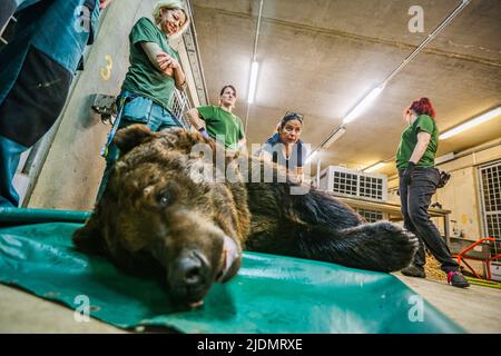 Poznan, Poznan, Polen: Am 22. Juni 2022 arbeiten Zookeeper und Leiter des Zoos Poznan zusammen mit Belgien, Tiertransport und -Rettung, Natuurhulpcentrum, um Bären, die von dem Beschuss und dem Krieg in der Ukraine betroffen sind, zu beschüssen, zu verlagern, zu zersetzen, zu kicken und zu bewegen. In diesem speziellen Fall sind es eine Schwester und ein Bruder, die schon seit einiger Zeit zusammenstecken und die Stresspegel in jedem von ihnen sind hoch.die Arbeit und Zusammenarbeit zwischen ihnen ist kompliziert und zart, um das richtige Gleichgewicht für die Evakuierung des Tieres zu schaffen Der beste und sicherste Weg. Es erfordert eine Stron Stockfoto