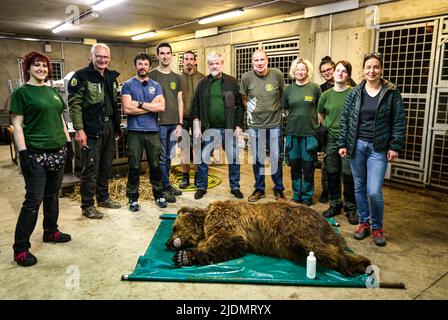 Poznan, Poznan, Polen: Am 22. Juni 2022 arbeiten Zookeeper und Leiter des Zoos Poznan zusammen mit Belgien, Tiertransport und -Rettung, Natuurhulpcentrum, um Bären, die von dem Beschuss und dem Krieg in der Ukraine betroffen sind, zu beschüssen, zu verlagern, zu zersetzen, zu kicken und zu bewegen. In diesem speziellen Fall sind es eine Schwester und ein Bruder, die schon seit einiger Zeit zusammenstecken und die Stresspegel in jedem von ihnen sind hoch.die Arbeit und Zusammenarbeit zwischen ihnen ist kompliziert und zart, um das richtige Gleichgewicht für die Evakuierung des Tieres zu schaffen Der beste und sicherste Weg. Es erfordert einen stro Stockfoto