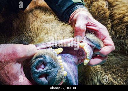 Poznan, Poznan, Polen: Am 22. Juni 2022 arbeiten Zookeeper und Leiter des Zoos Poznan zusammen mit Belgien, Tiertransport und -Rettung, Natuurhulpcentrum, um Bären, die von dem Beschuss und dem Krieg in der Ukraine betroffen sind, zu beschüssen, zu verlagern, zu zersetzen, zu kicken und zu bewegen. In diesem speziellen Fall sind es eine Schwester und ein Bruder, die schon seit einiger Zeit zusammenstecken und die Stresspegel in jedem von ihnen sind hoch.die Arbeit und Zusammenarbeit zwischen ihnen ist kompliziert und zart, um das richtige Gleichgewicht für die Evakuierung des Tieres zu schaffen Der beste und sicherste Weg. Es erfordert einen stro Stockfoto