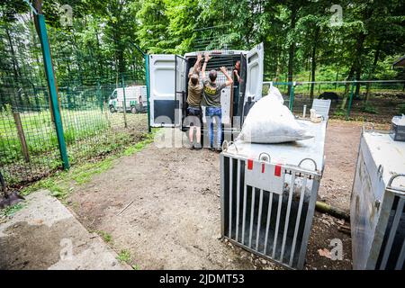 22. Juni 2022, Poznan, Poznan, Polen: Tierpfleger und Leiter des Zoos Poznan arbeiten mit Belgien zusammen, um Bären, die von dem Beschuss und dem Krieg in der Ukraine betroffen sind, zu beschüssen, zu verlagern, zu verplünden, Mikrochip, Kiste und bewegen. In diesem speziellen Fall sind es eine Schwester und ein Bruder, die schon seit einiger Zeit zusammenstecken und die Stresspegel in jedem von ihnen sind hoch.die Arbeit und Zusammenarbeit zwischen ihnen ist kompliziert und zart, um das richtige Gleichgewicht für die Evakuierung des Tieres zu schaffen Der beste und sicherste Weg. Es erfordert eine Stron Stockfoto