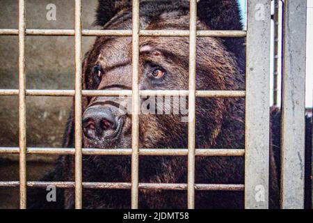 22. Juni 2022, Poznan, Poznan, Polen: Tierpfleger und Leiter des Zoos Poznan arbeiten mit Belgien zusammen, um Bären, die von dem Beschuss und dem Krieg in der Ukraine betroffen sind, zu beschüssen, zu verlagern, zu verplünden, Mikrochip, Kiste und bewegen. In diesem speziellen Fall sind es eine Schwester und ein Bruder, die schon seit einiger Zeit zusammenstecken und die Stresspegel in jedem von ihnen sind hoch.die Arbeit und Zusammenarbeit zwischen ihnen ist kompliziert und zart, um das richtige Gleichgewicht für die Evakuierung des Tieres zu schaffen Der beste und sicherste Weg. Es erfordert eine Stron Stockfoto