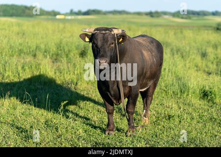Porträt eines großen schönen Bullen, braun in der Farbe, stehend auf einem Feld. Stockfoto