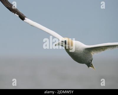 Gannet, Morus bassanus, einfacher Vogel im Flug, Yorkshire, Juni 2022 Stockfoto