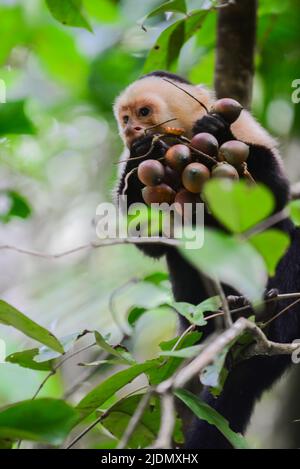Panamaischer Kapuziner mit weißem Gesicht beim Essen auf einem Baum im Manuel Antonio Nationalpark, Costa Rica Stockfoto