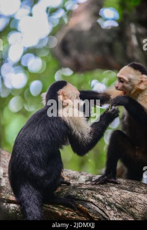 Ein paar panamaische Kapuziner mit weißem Gesicht interagieren am Baum im Manuel Antonio Nationalpark, Costa Rica Stockfoto