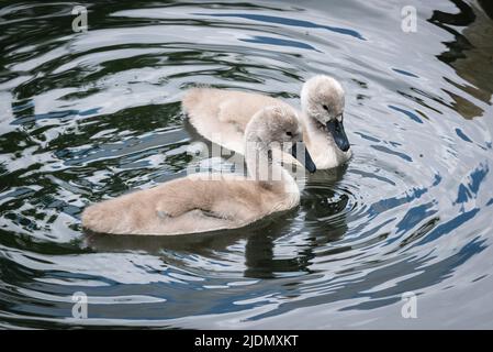 Nahaufnahme von zwei Höckerschwan-Cygnets (Cygnus olor), die schwimmen und Wellen auf dem Wasser des Grand Union Canal erzeugen Stockfoto