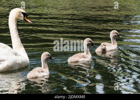 Elternstummschwan (Cygnus olor) nach drei Cygnets, die auf dem Grand Union Canal schwimmen Stockfoto