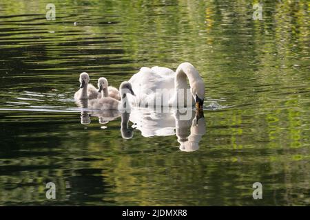 Elternstummschwan (Cygnus olor) schwimmt mit drei Cygnets auf dem Canal Grande Union Stockfoto